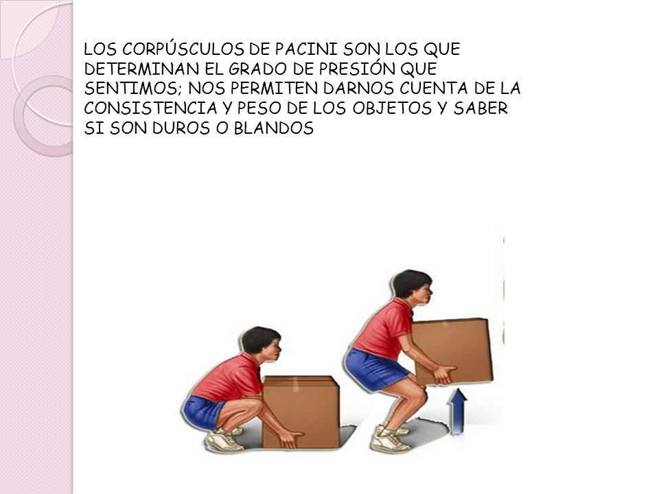LOS CORPÚSCULOS DE PACINI SON LOS QUE DETERMINAN EL GRADO DE PRESIÓN QUE SENTIMOS; NOS PERMITEN DARNOS CUENTA DE LA CONSISTENCIA Y PESO DE LOS OBJETOS Y SABER SI SON DUROS O BLANDOS