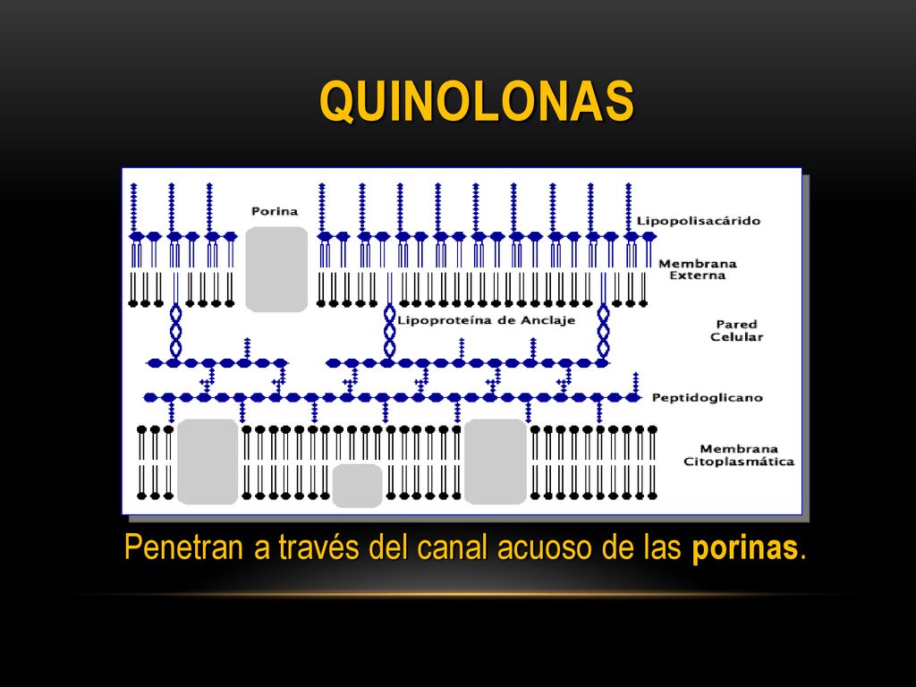 Quinolonas Penetran a través del canal acuoso de las porinas.