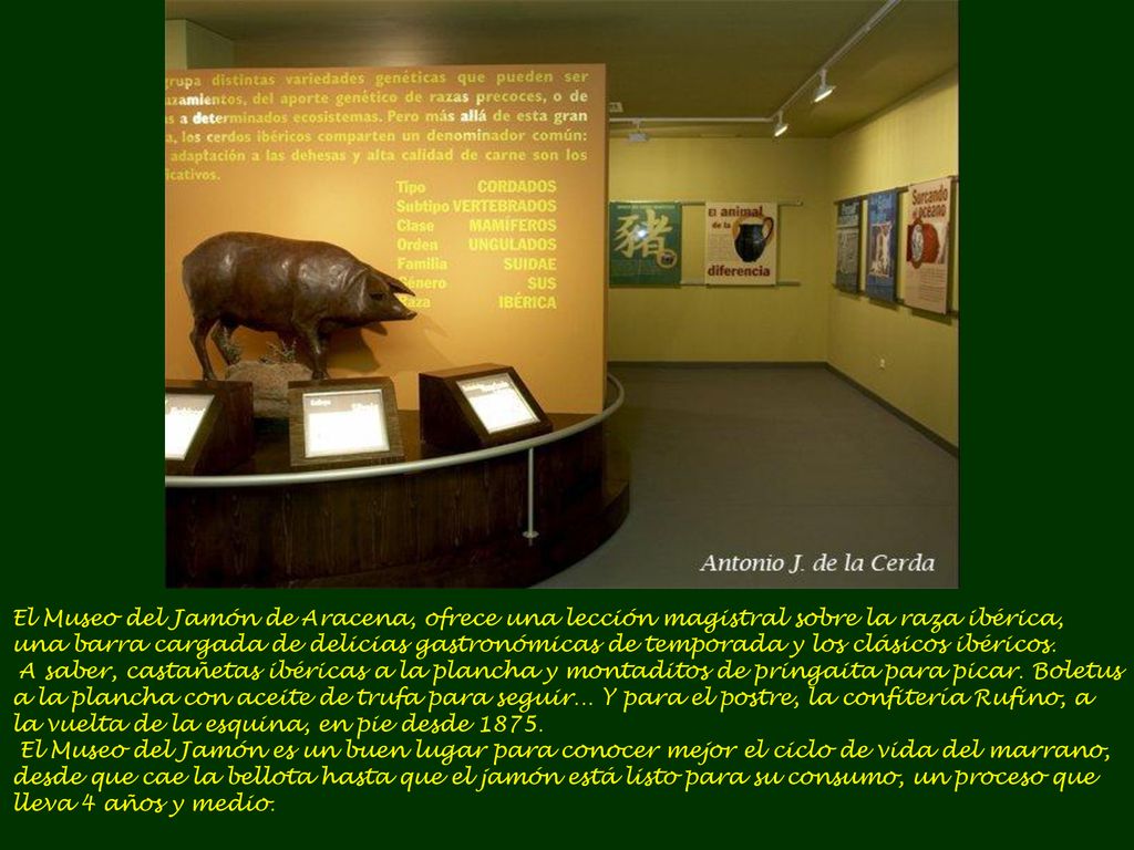 El Museo del Jamón de Aracena, ofrece una lección magistral sobre la raza ibérica, una barra cargada de delicias gastronómicas de temporada y los clásicos ibéricos.