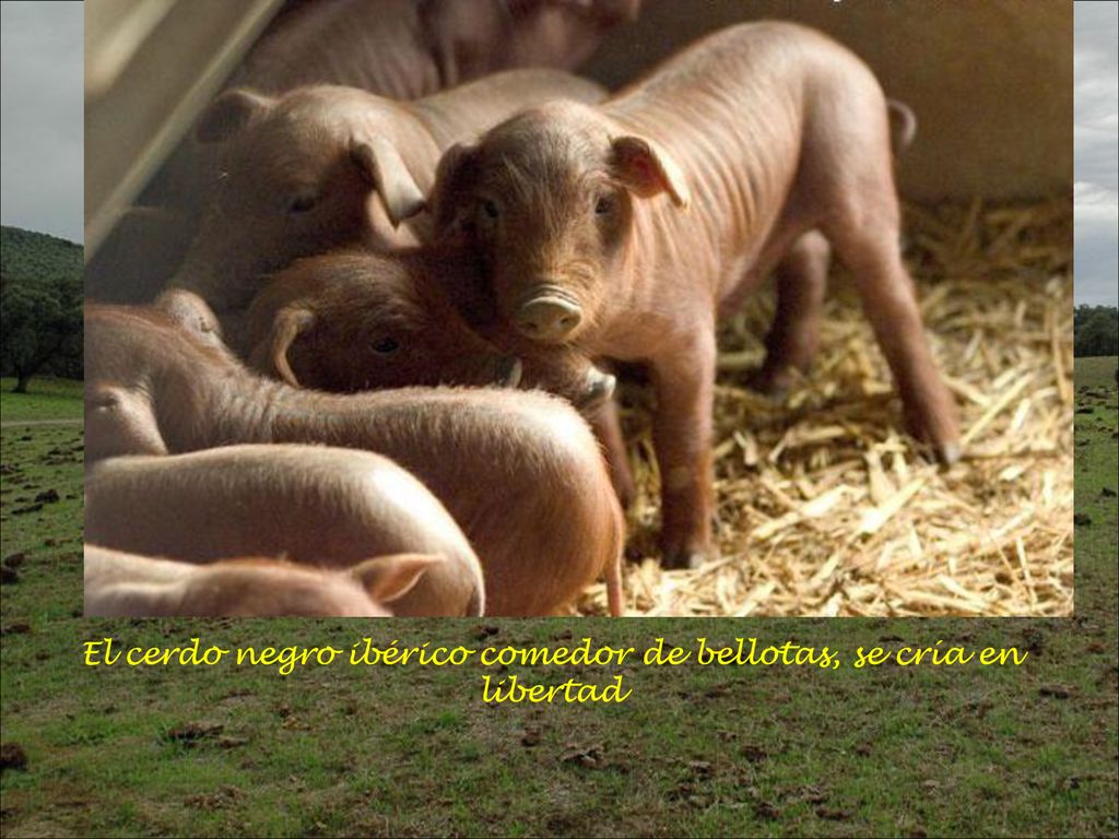 El cerdo negro ibérico comedor de bellotas, se cría en libertad