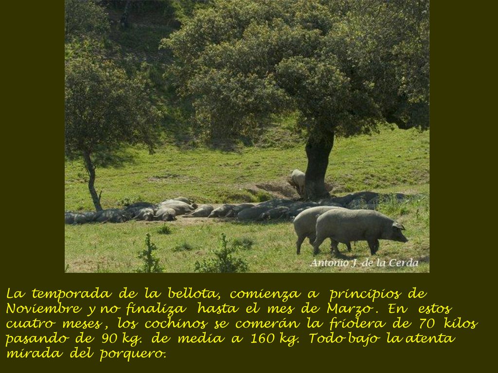 La temporada de la bellota, comienza a principios de Noviembre y no finaliza hasta el mes de Marzo .