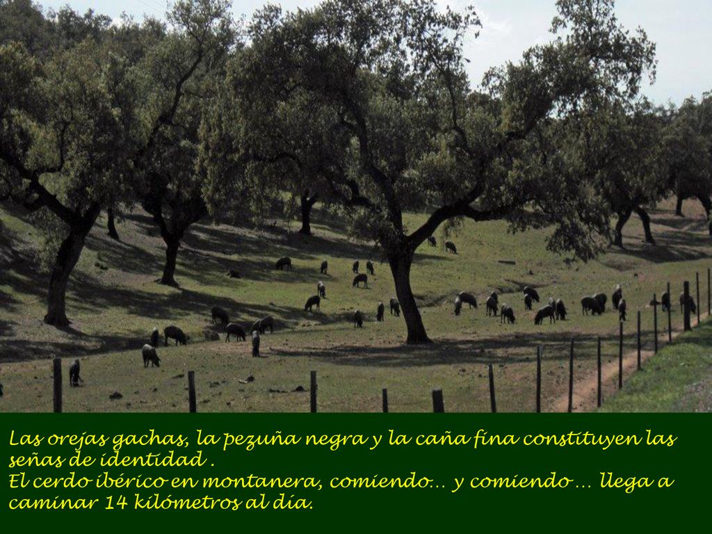 Las orejas gachas, la pezuña negra y la caña fina constituyen las señas de identidad .