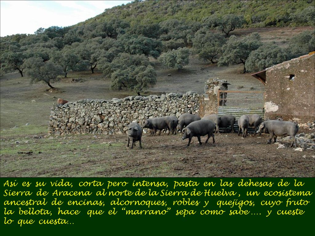 Así es su vida, corta pero intensa, pasta en las dehesas de la Sierra de Aracena al norte de la Sierra de Huelva , un ecosistema ancestral de encinas, alcornoques, robles y quejigos, cuyo fruto la bellota, hace que el marrano sepa como sabe ….