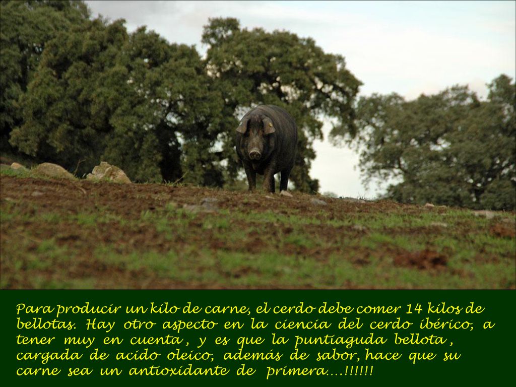 Para producir un kilo de carne, el cerdo debe comer 14 kilos de bellotas.