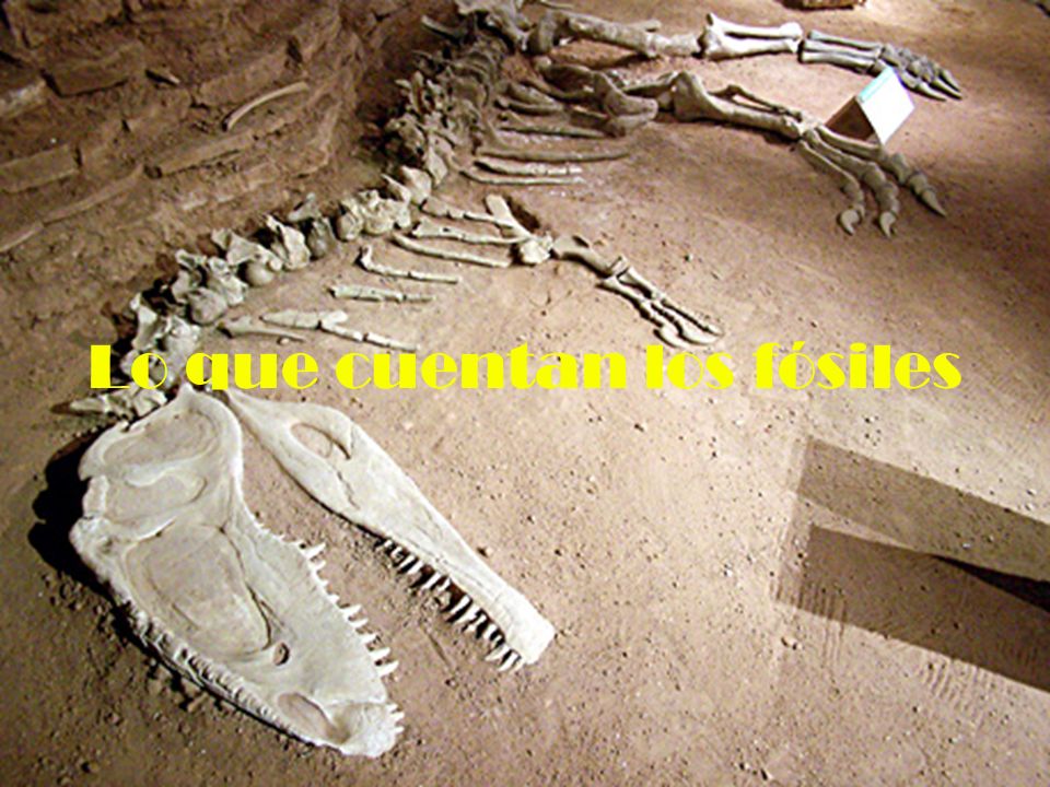 Lo que cuentan los fósiles