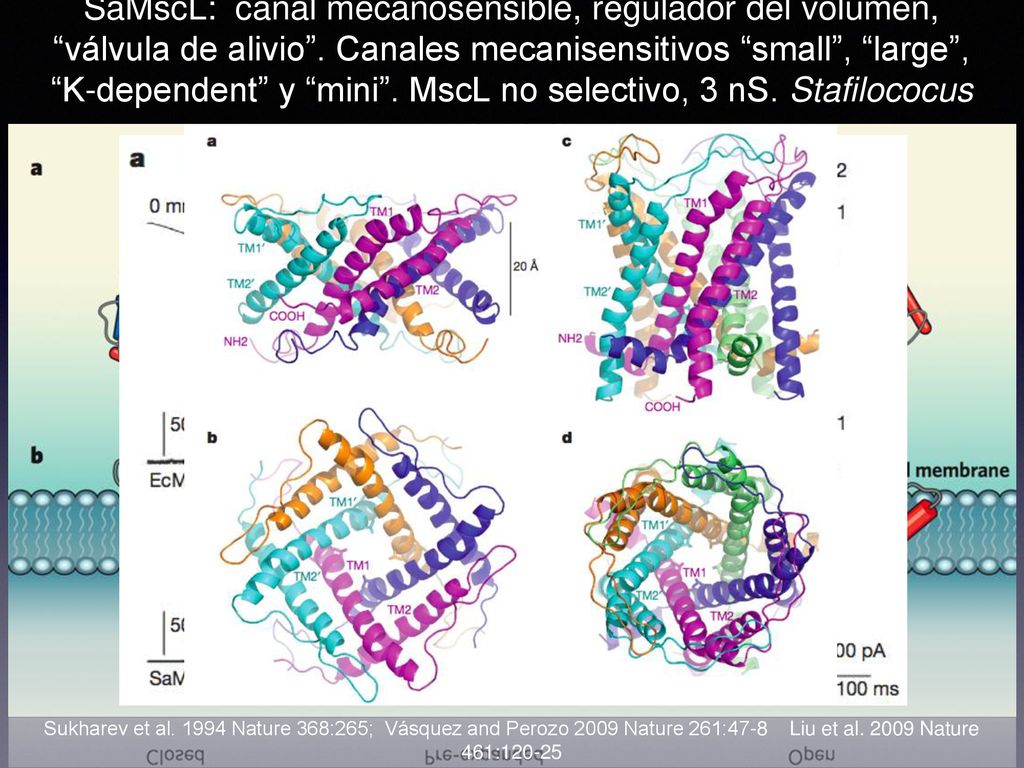 SaMscL: canal mecanosensible, regulador del volumen, válvula de alivio . Canales mecanisensitivos small , large , K-dependent y mini . MscL no selectivo, 3 nS. Stafilococus aureus