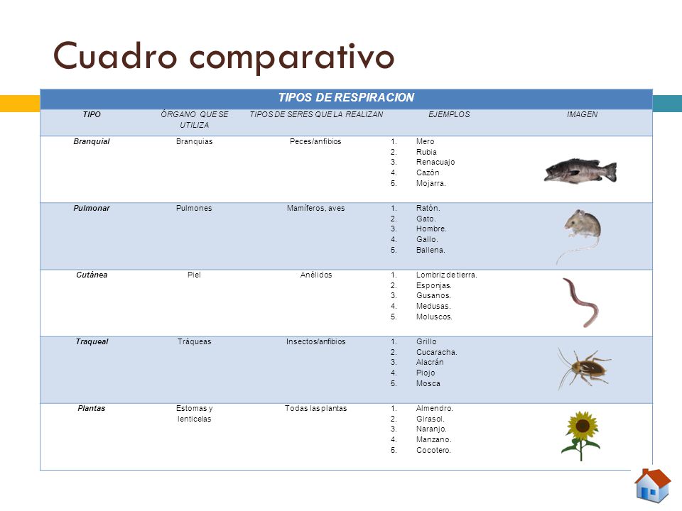 TIPOS DE SERES QUE LA REALIZAN