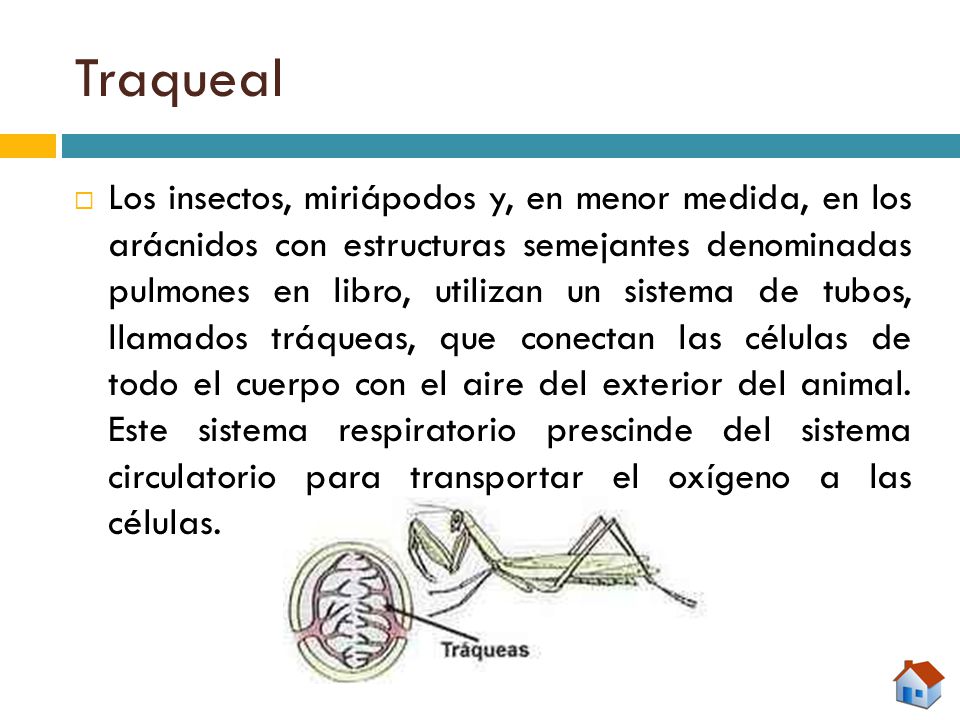 Traqueal