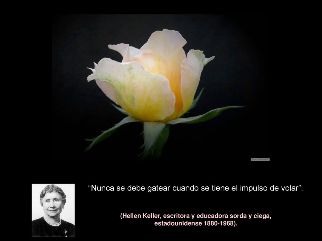 Nunca se debe gatear cuando se tiene el impulso de volar .