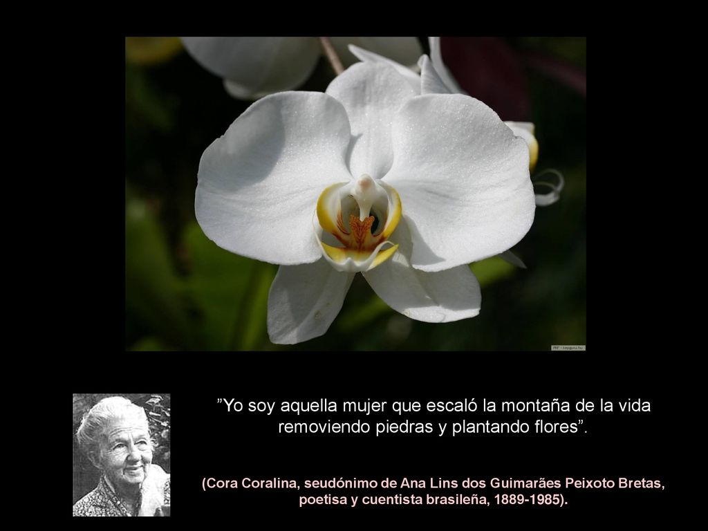 Yo soy aquella mujer que escaló la montaña de la vida removiendo piedras y plantando flores .