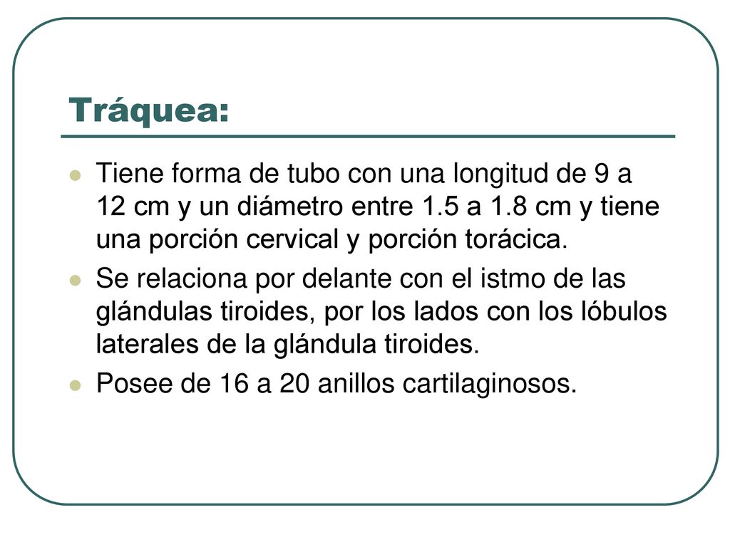 Tráquea: Tiene forma de tubo con una longitud de 9 a 12 cm y un diámetro entre 1.5 a 1.8 cm y tiene una porción cervical y porción torácica.