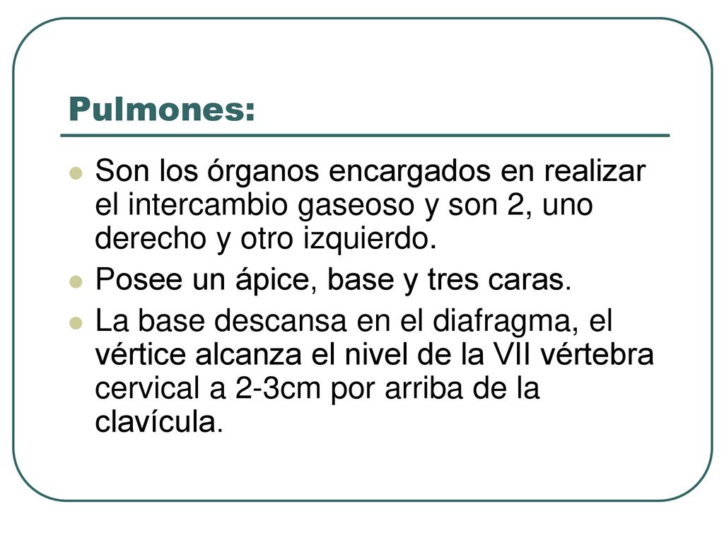 Pulmones: Son los órganos encargados en realizar el intercambio gaseoso y son 2, uno derecho y otro izquierdo.