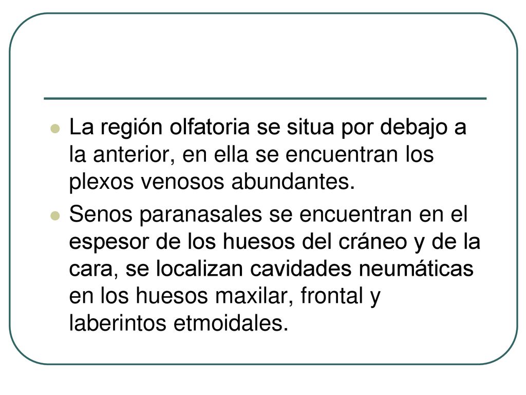 La región olfatoria se situa por debajo a la anterior, en ella se encuentran los plexos venosos abundantes.
