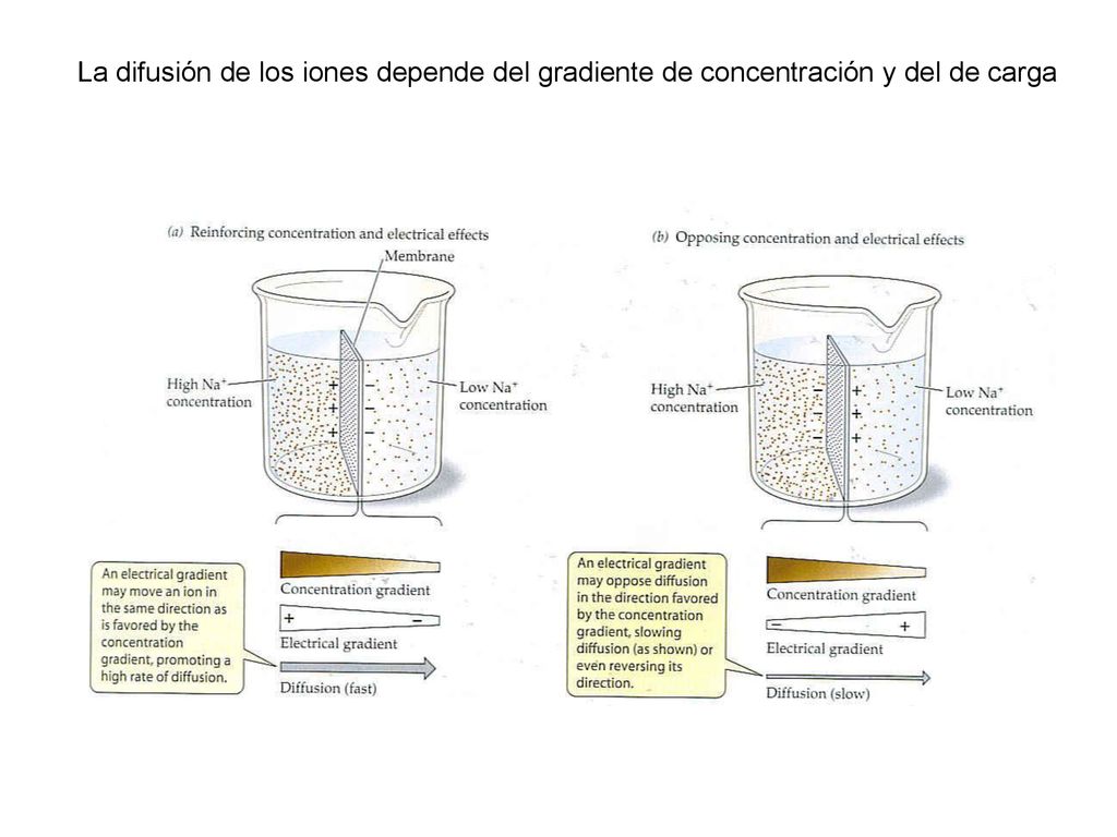 La difusión de los iones depende del gradiente de concentración y del de carga