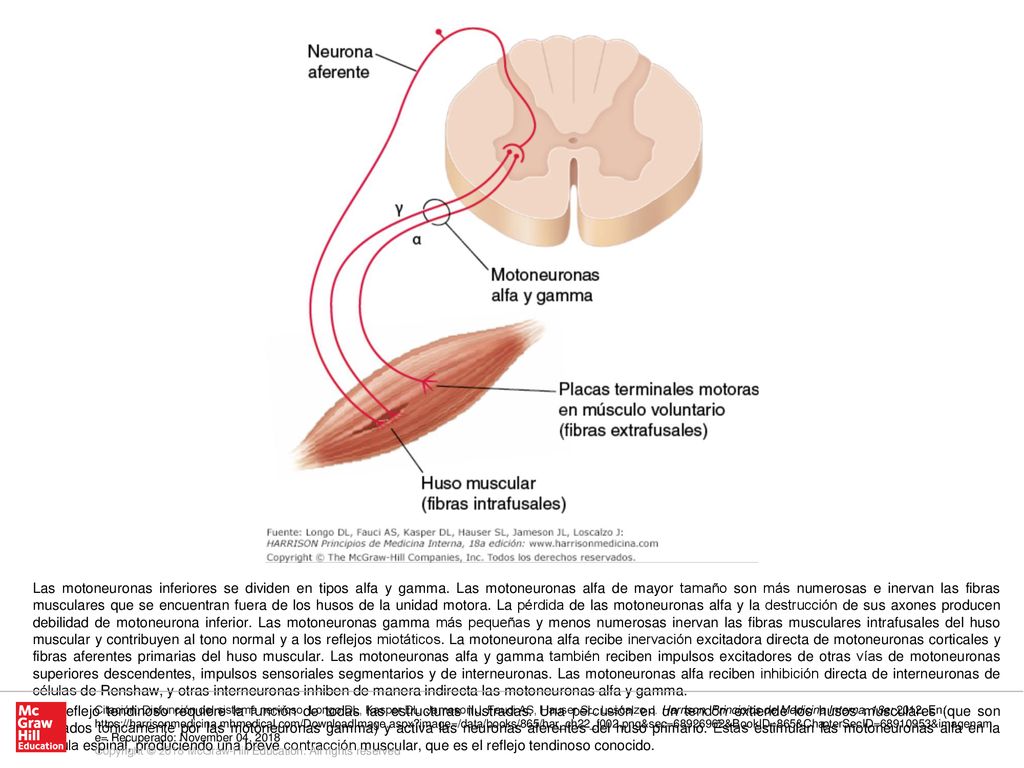Un reflejo tendinoso requiere la función de todas las estructuras ilustradas. Una percusión en un tendón extiende los husos musculares (que son activados tónicamente por las motoneuronas gamma) y activa las neuronas aferentes del huso primario. Éstas estimulan las motoneuronas alfa en la médula espinal, produciendo una breve contracción muscular, que es el reflejo tendinoso conocido.