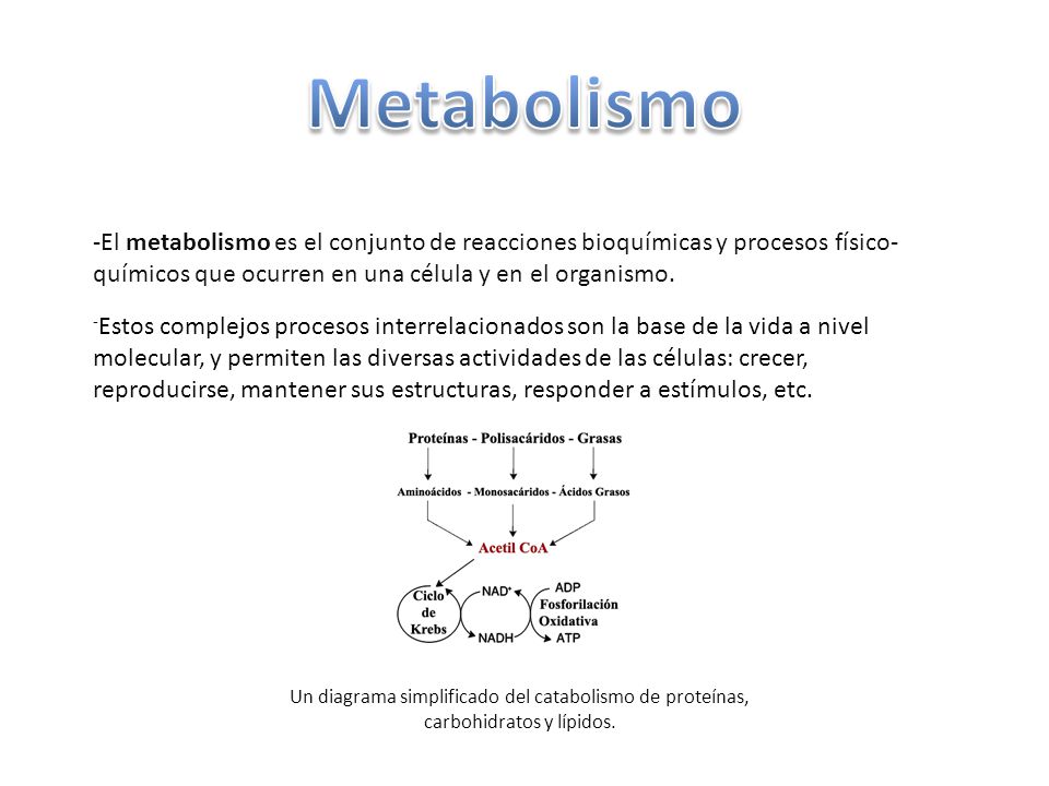 Metabolismo -El metabolismo es el conjunto de reacciones bioquímicas y procesos físico-químicos que ocurren en una célula y en el organismo.
