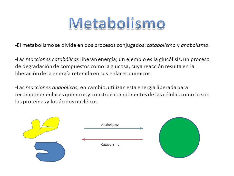 Metabolismo -El metabolismo se divide en dos procesos conjugados: catabolismo y anabolismo.