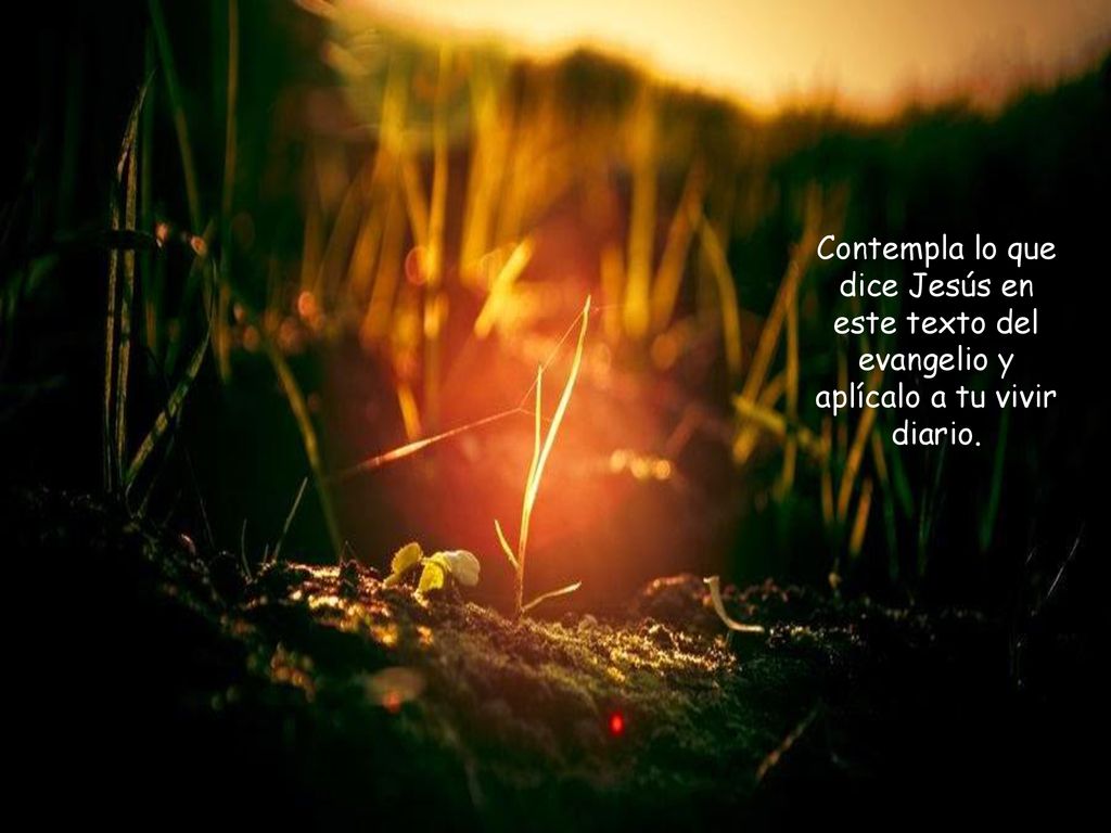 Contempla lo que dice Jesús en este texto del evangelio y aplícalo a tu vivir diario.
