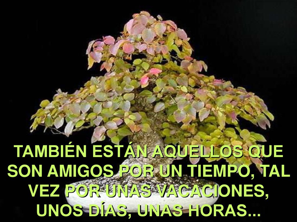TAMBIÉN ESTÁN AQUELLOS QUE SON AMIGOS POR UN TIEMPO, TAL VEZ POR UNAS VACACIONES, UNOS DÍAS, UNAS HORAS...