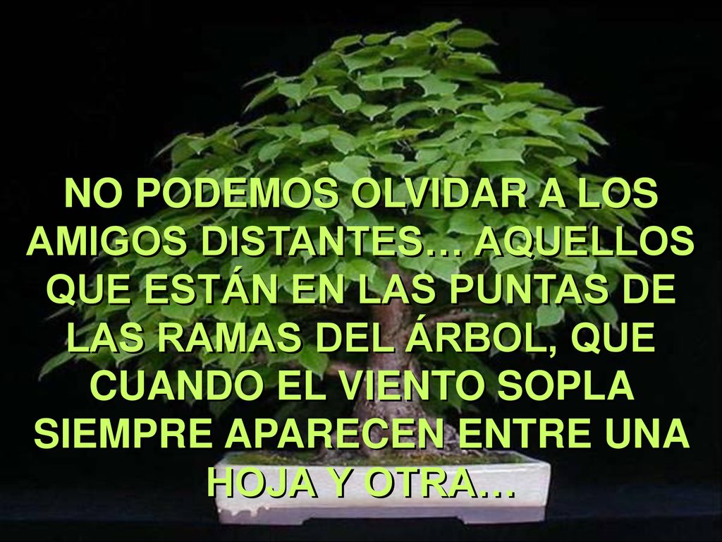 NO PODEMOS OLVIDAR A LOS AMIGOS DISTANTES… AQUELLOS QUE ESTÁN EN LAS PUNTAS DE LAS RAMAS DEL ÁRBOL, QUE CUANDO EL VIENTO SOPLA SIEMPRE APARECEN ENTRE UNA HOJA Y OTRA…