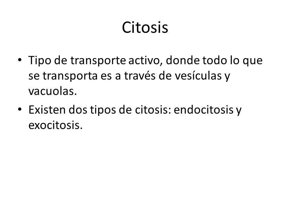 Citosis Tipo de transporte activo, donde todo lo que se transporta es a través de vesículas y vacuolas.