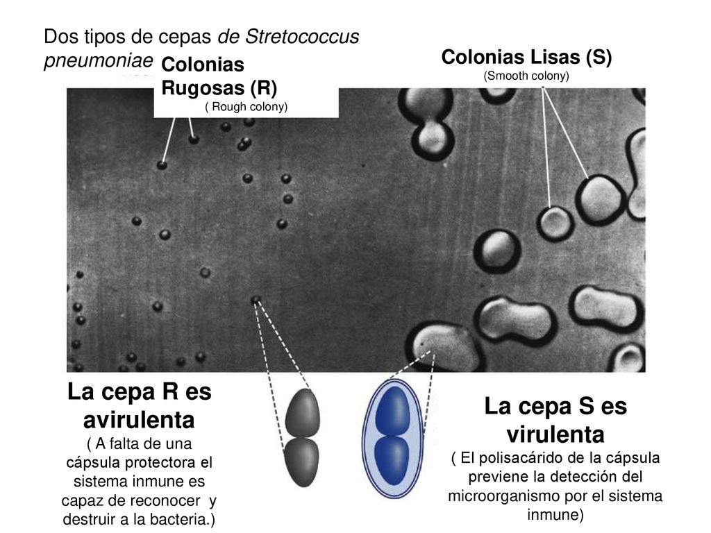 La cepa R es avirulenta La cepa S es virulenta