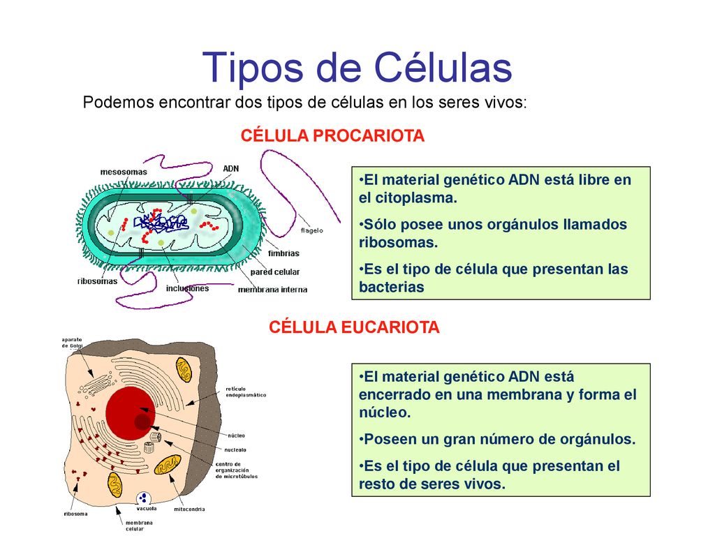 Tipos de Células Podemos encontrar dos tipos de células en los seres vivos: CÉLULA PROCARIOTA.