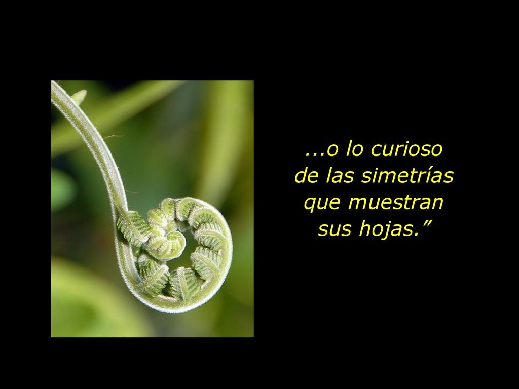 ...o lo curioso de las simetrías que muestran sus hojas.