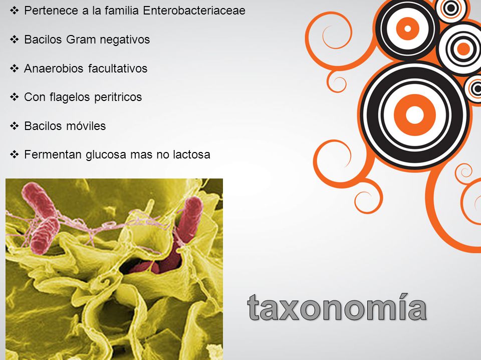taxonomía Pertenece a la familia Enterobacteriaceae