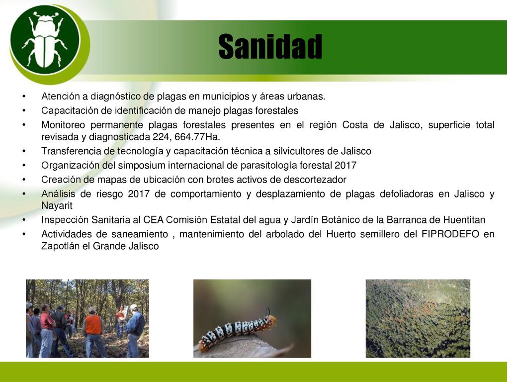 Sanidad Atención a diagnóstico de plagas en municipios y áreas urbanas. Capacitación de identificación de manejo plagas forestales.