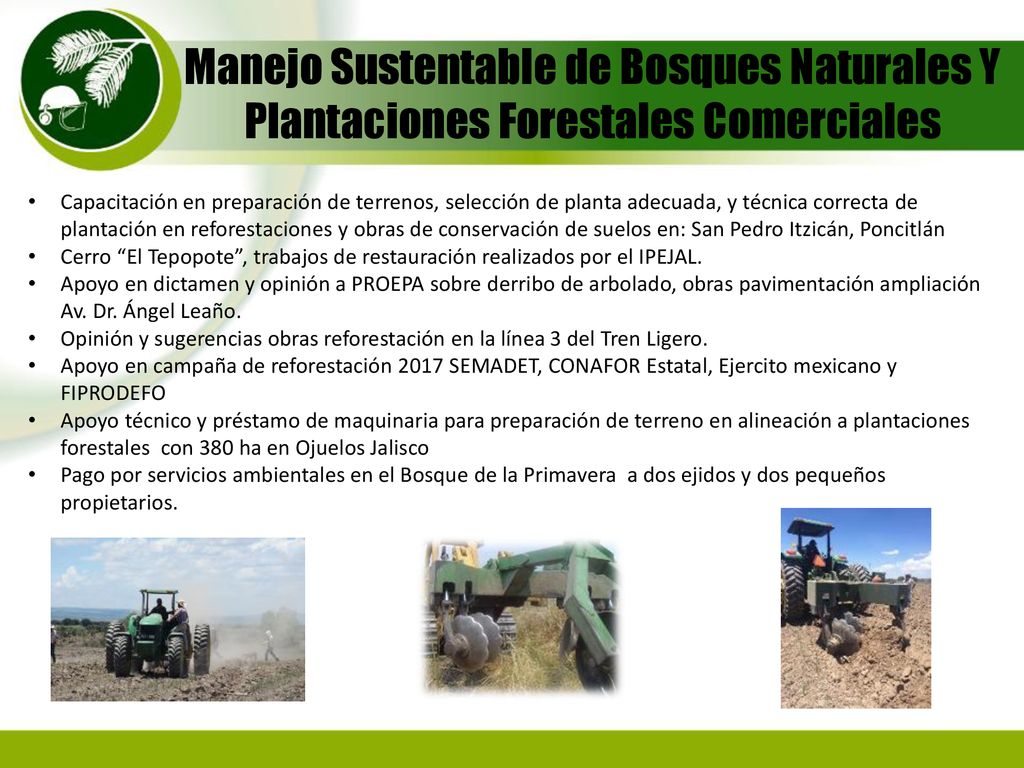 Manejo Sustentable de Bosques Naturales Y Plantaciones Forestales Comerciales