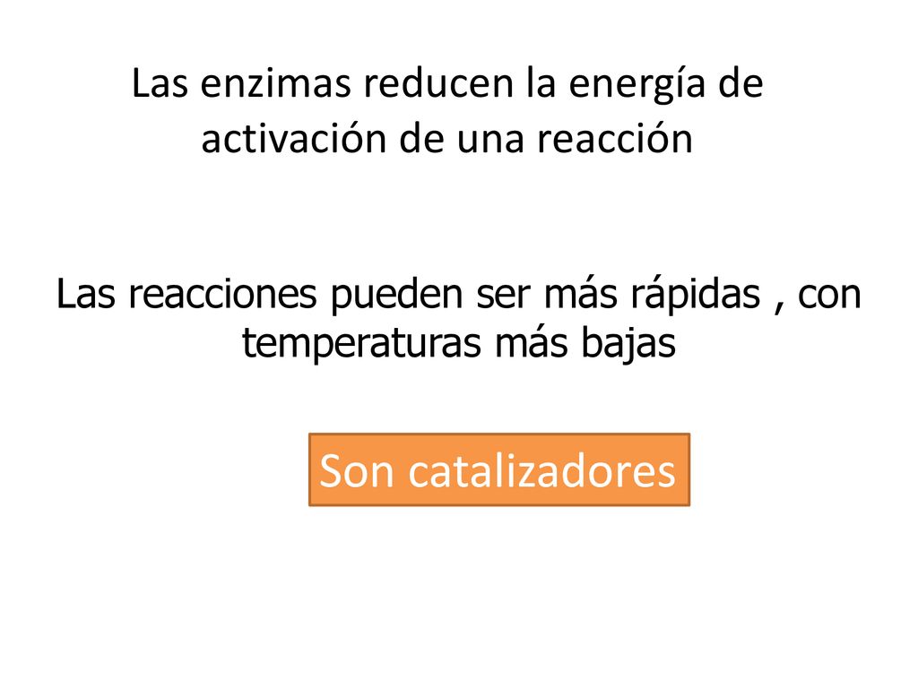 Las enzimas reducen la energía de activación de una reacción