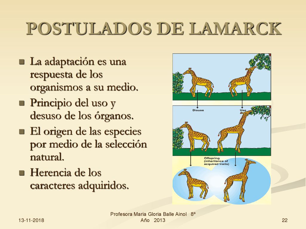 Profesora Maria Gloria Balle Ainol 8º Año 2013