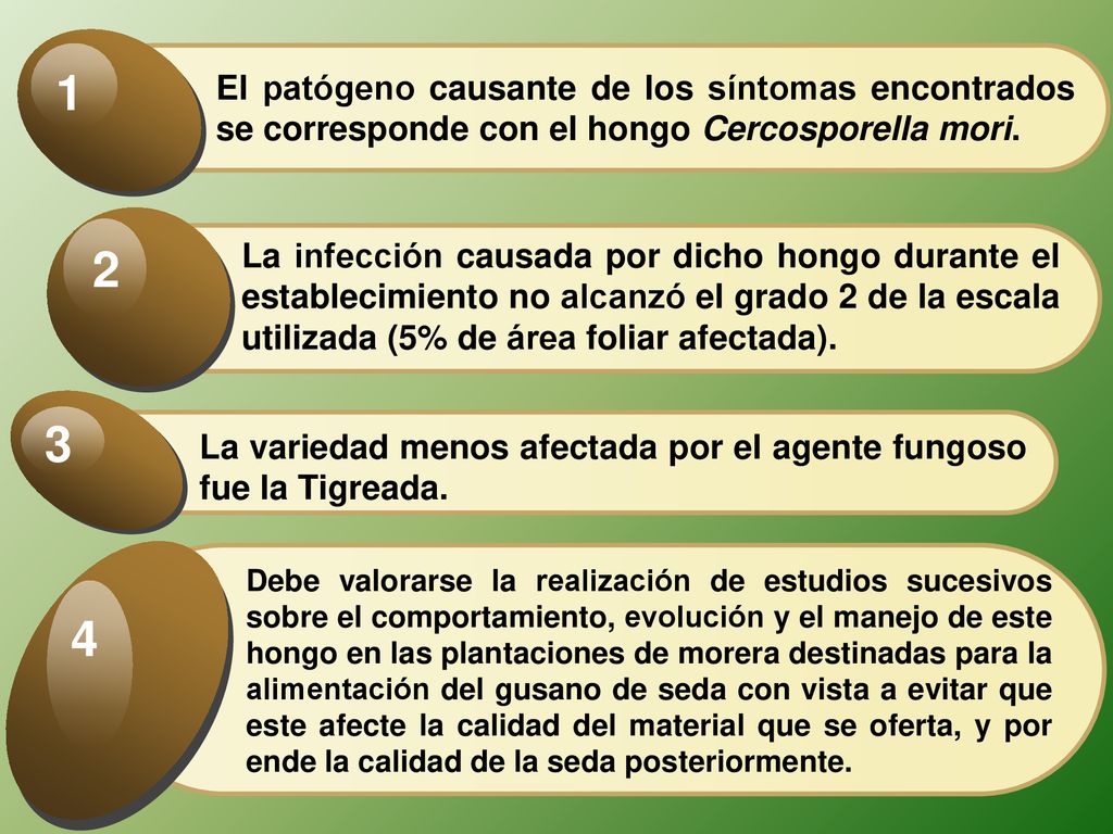 El patógeno causante de los síntomas encontrados se corresponde con el hongo Cercosporella mori.