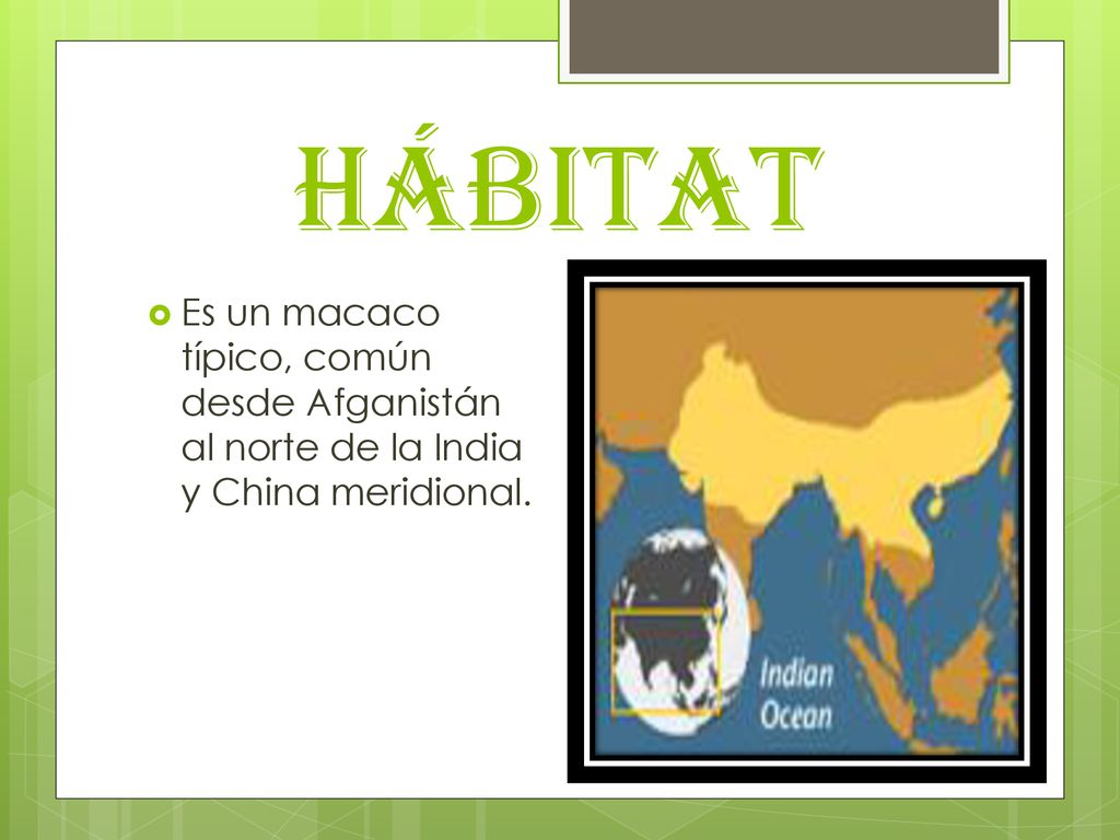 hábitat Es un macaco típico, común desde Afganistán al norte de la India y China meridional.