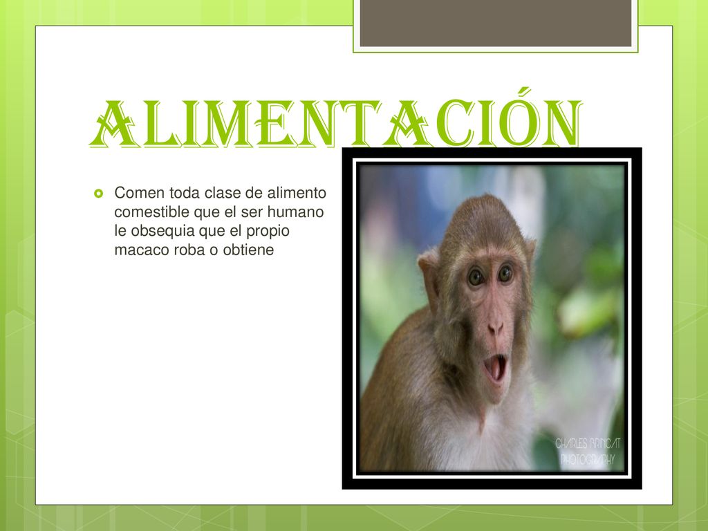 alimentación Comen toda clase de alimento comestible que el ser humano le obsequia que el propio macaco roba o obtiene.