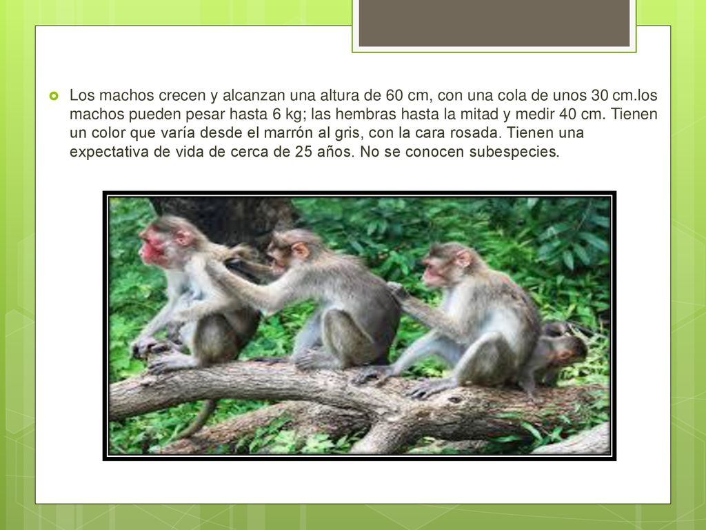 Los machos crecen y alcanzan una altura de 60 cm, con una cola de unos 30 cm.los machos pueden pesar hasta 6 kg; las hembras hasta la mitad y medir 40 cm.