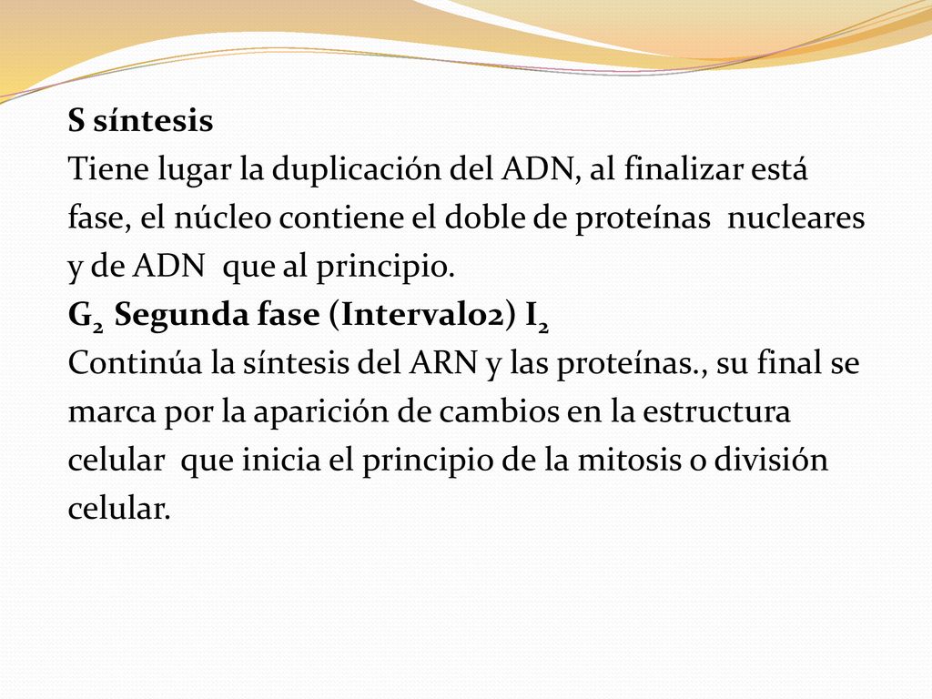 S síntesis Tiene lugar la duplicación del ADN, al finalizar está. fase, el núcleo contiene el doble de proteínas nucleares.