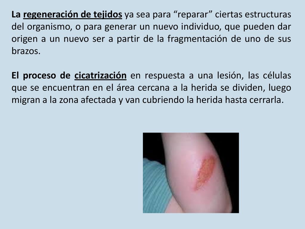 La regeneración de tejidos ya sea para reparar ciertas estructuras del organismo, o para generar un nuevo individuo, que pueden dar origen a un nuevo ser a partir de la fragmentación de uno de sus brazos.