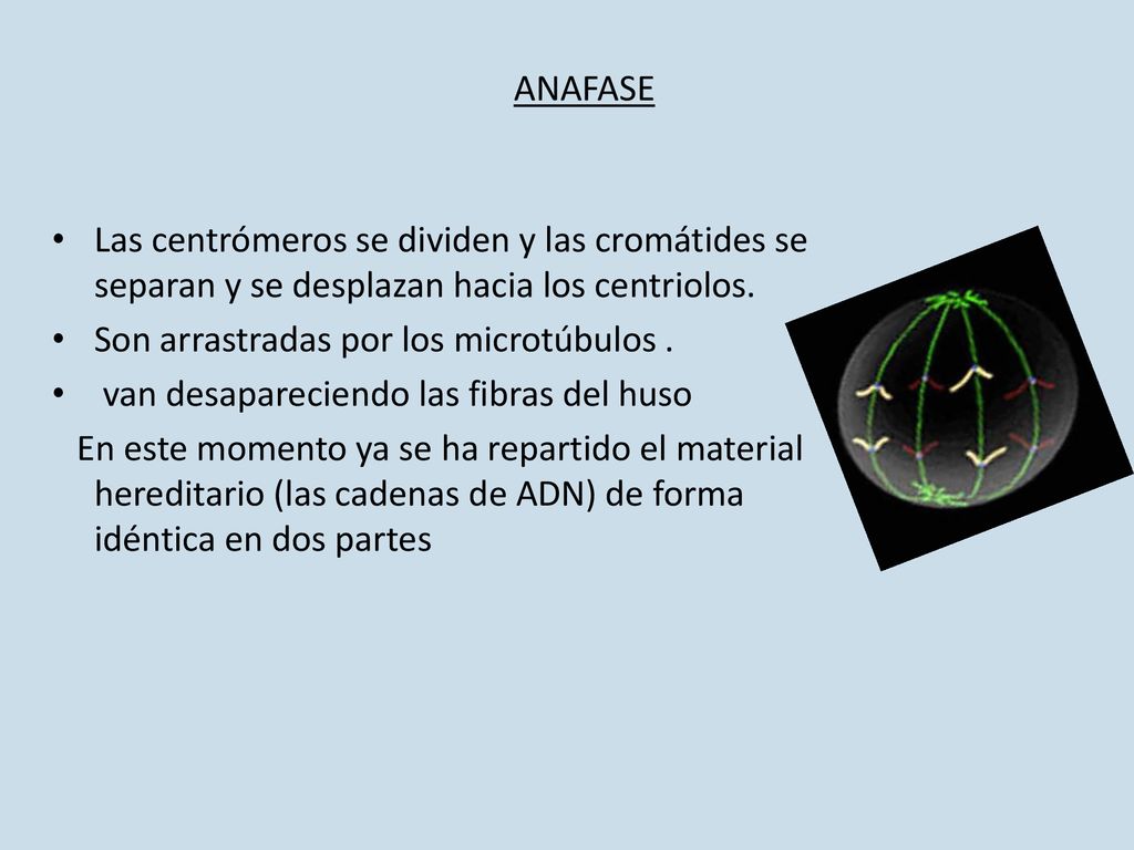 ANAFASE Las centrómeros se dividen y las cromátides se separan y se desplazan hacia los centriolos.