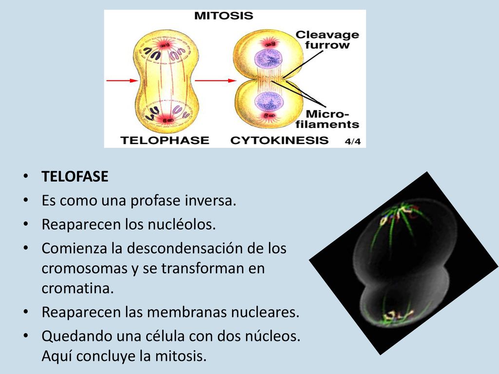 TELOFASE Es como una profase inversa. Reaparecen los nucléolos. Comienza la descondensación de los cromosomas y se transforman en cromatina.