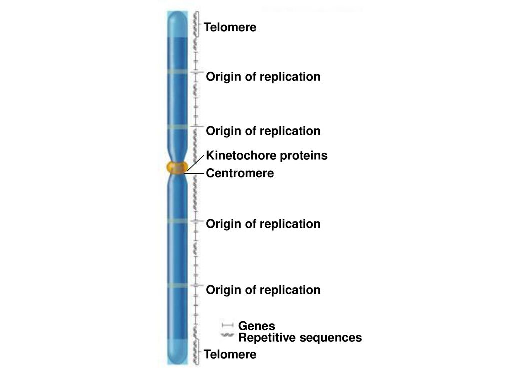 Centromere Kinetochore proteins Origin of replication Telomere Genes Repetitive sequences