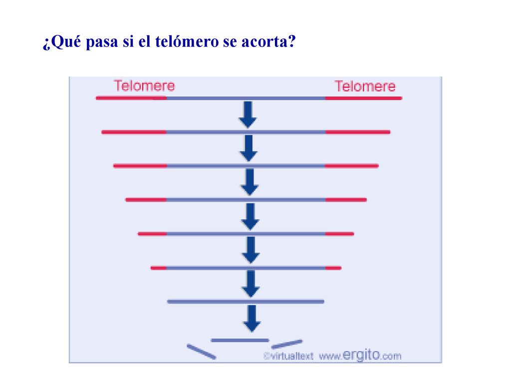 ¿Qué pasa si el telómero se acorta