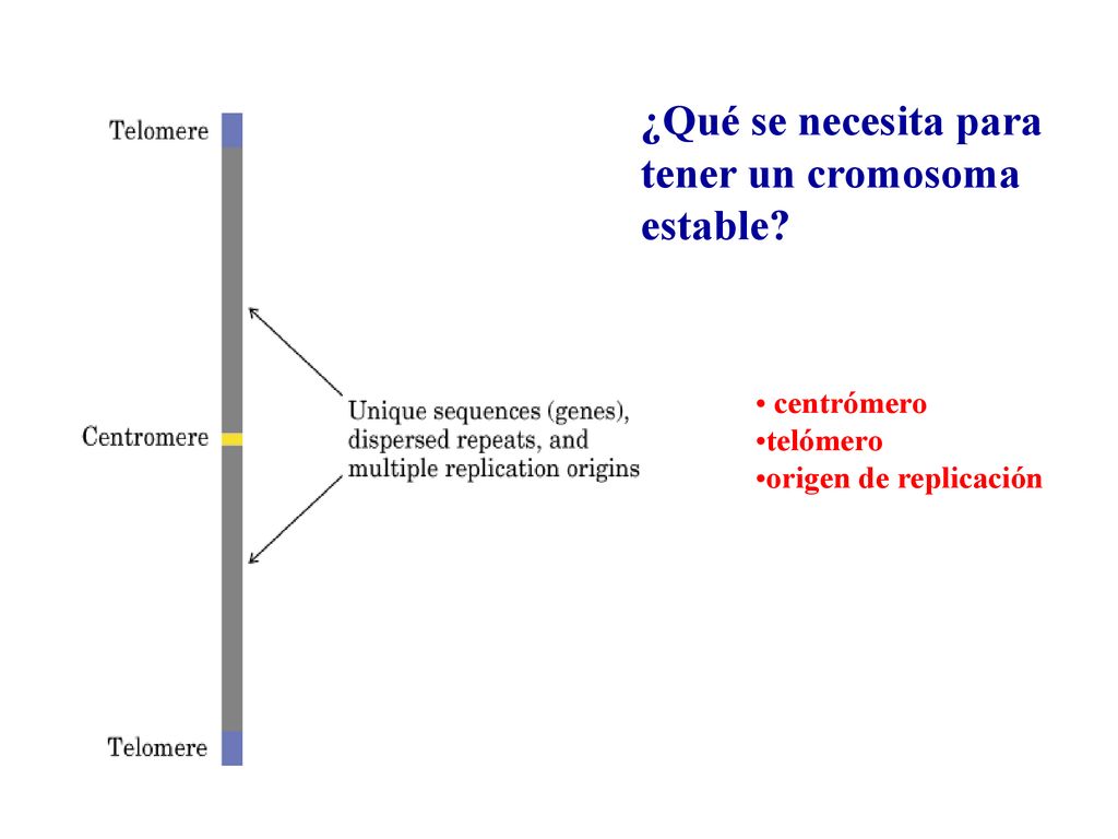 ¿Qué se necesita para tener un cromosoma estable centrómero telómero