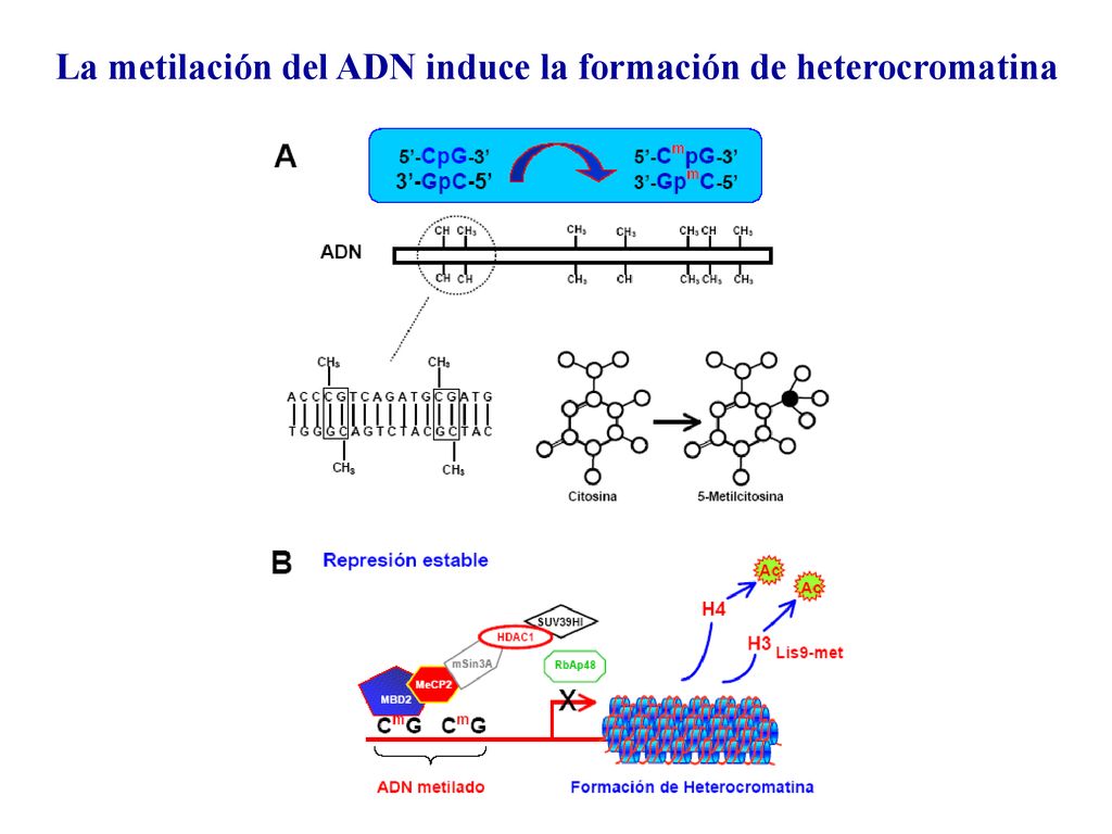 La metilación del ADN induce la formación de heterocromatina