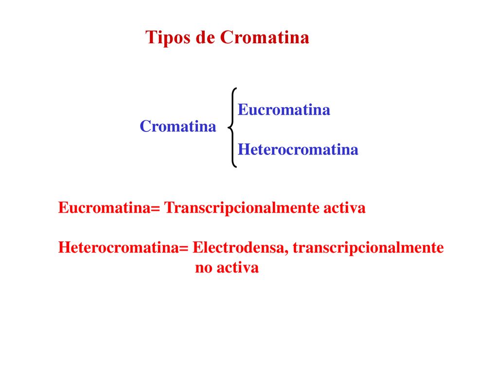 Tipos de Cromatina Eucromatina Cromatina Heterocromatina