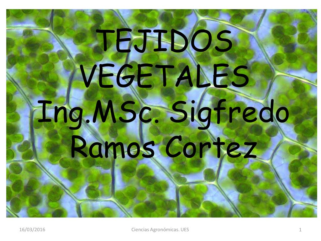 TEJIDOS VEGETALES Ing.MSc. Sigfredo Ramos Cortez 16/03/2016