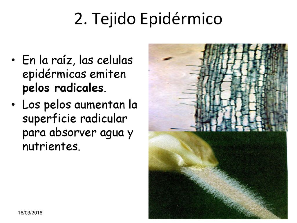 2. Tejido Epidérmico En la raíz, las celulas epidérmicas emiten pelos radicales.