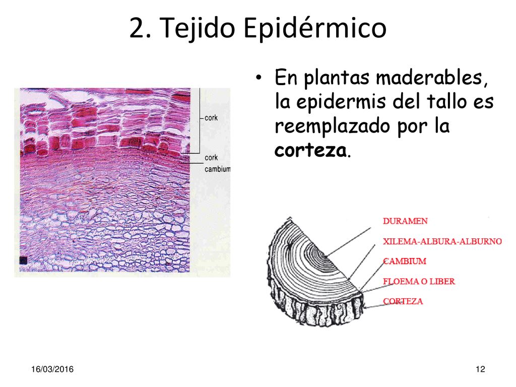 2. Tejido Epidérmico En plantas maderables, la epidermis del tallo es reemplazado por la corteza.