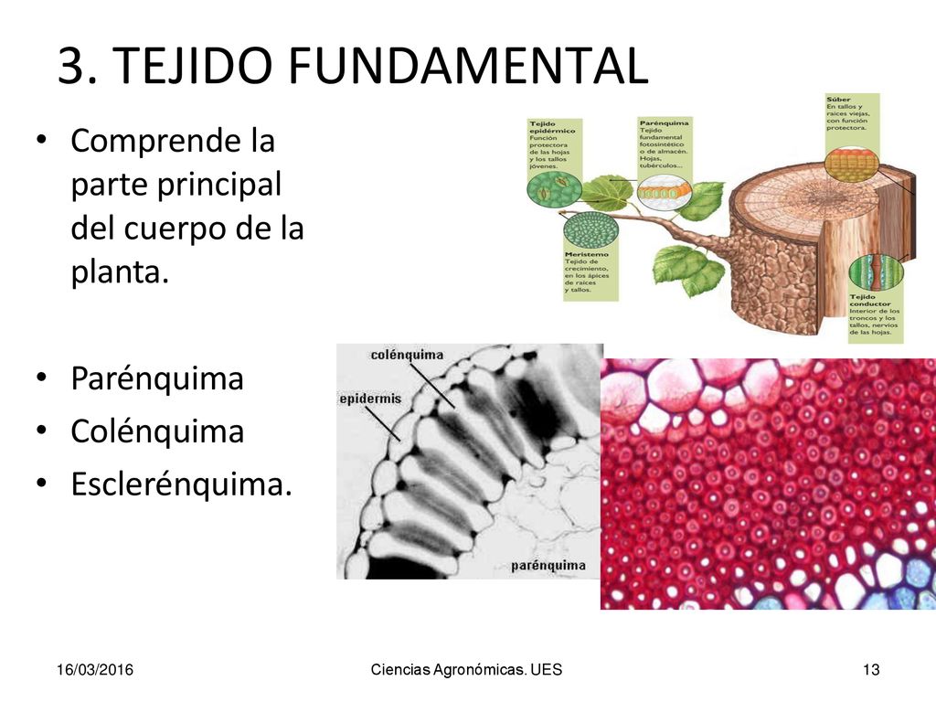 3. TEJIDO FUNDAMENTAL Comprende la parte principal del cuerpo de la planta. Parénquima. Colénquima.
